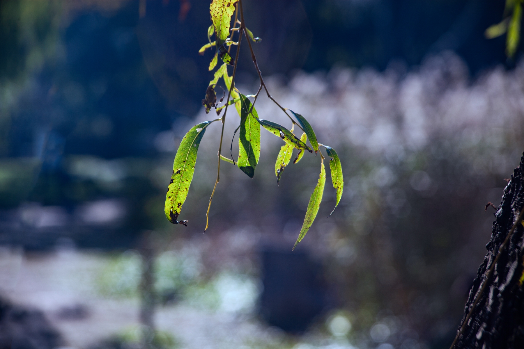 IMG_0077.jpg