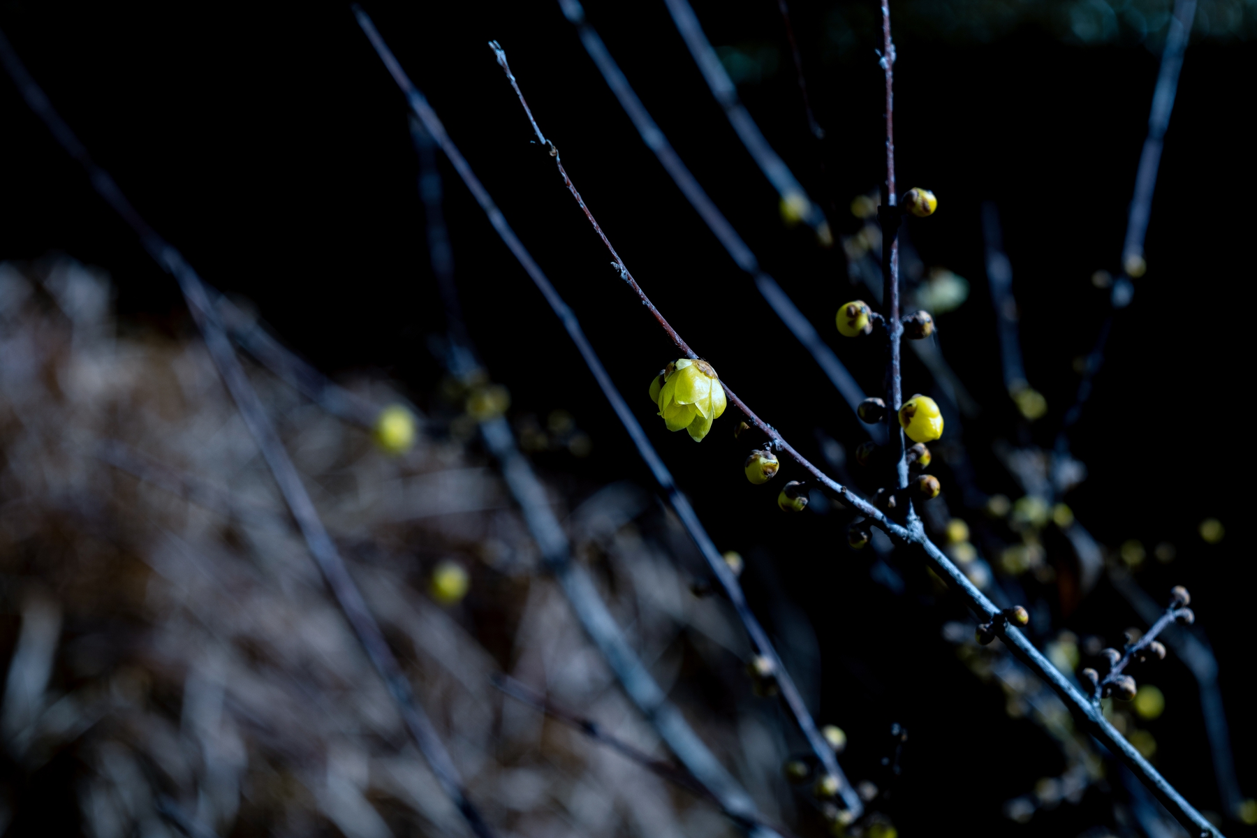 7H1A9338.jpg