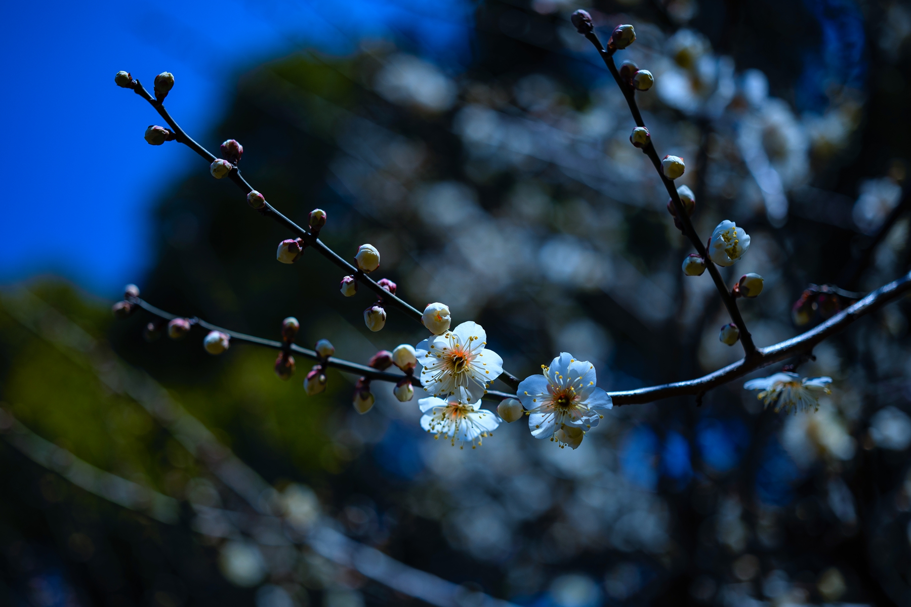 7H1A9318.jpg