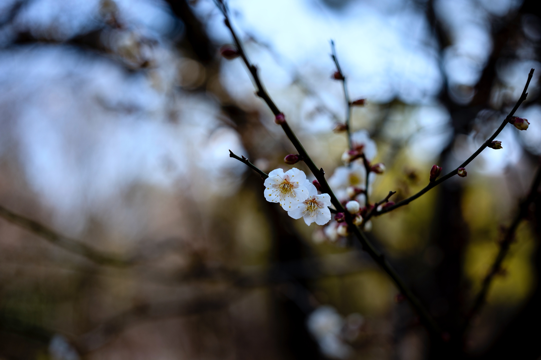7H1A9323.jpg