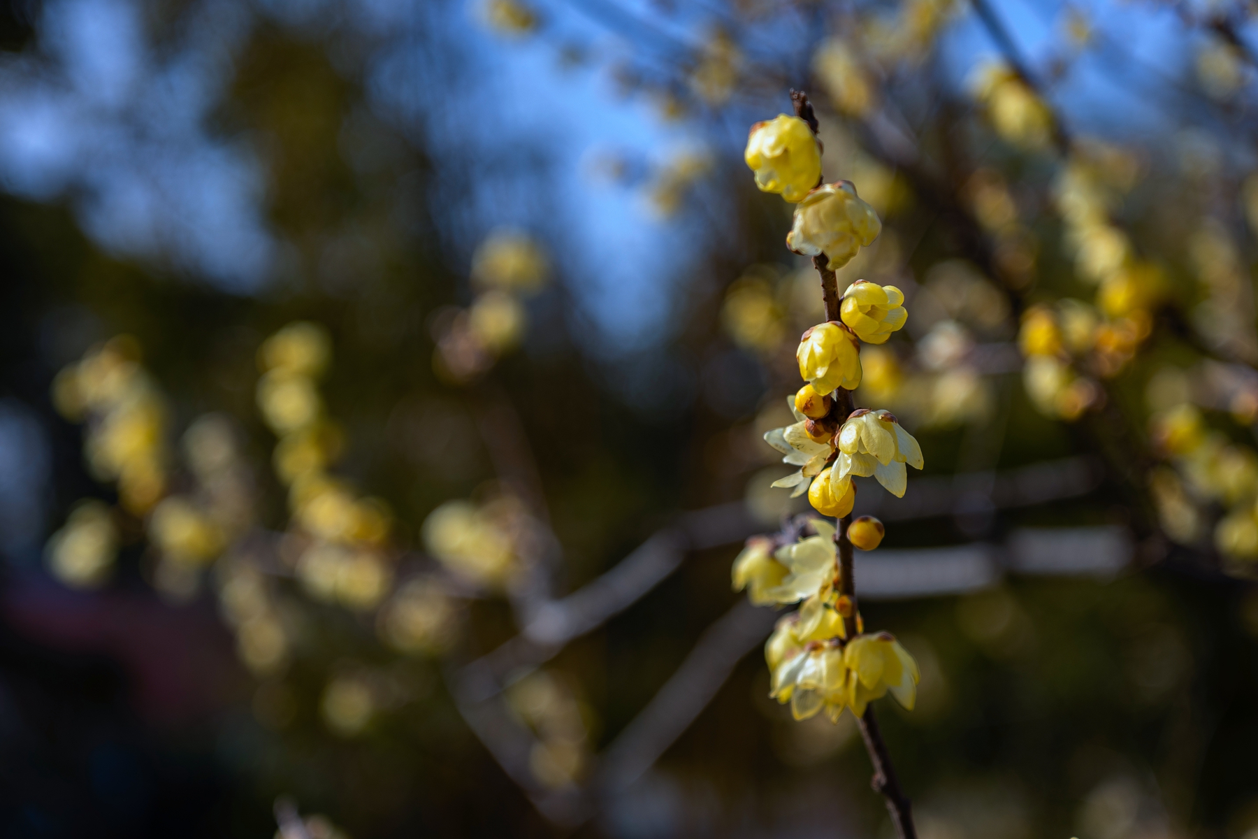 7H1A0018.jpg