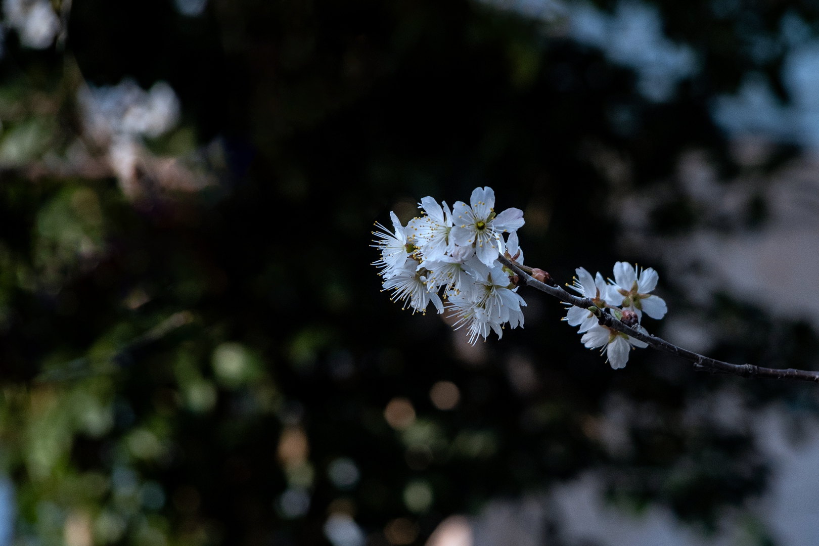 7H1A9847.jpg