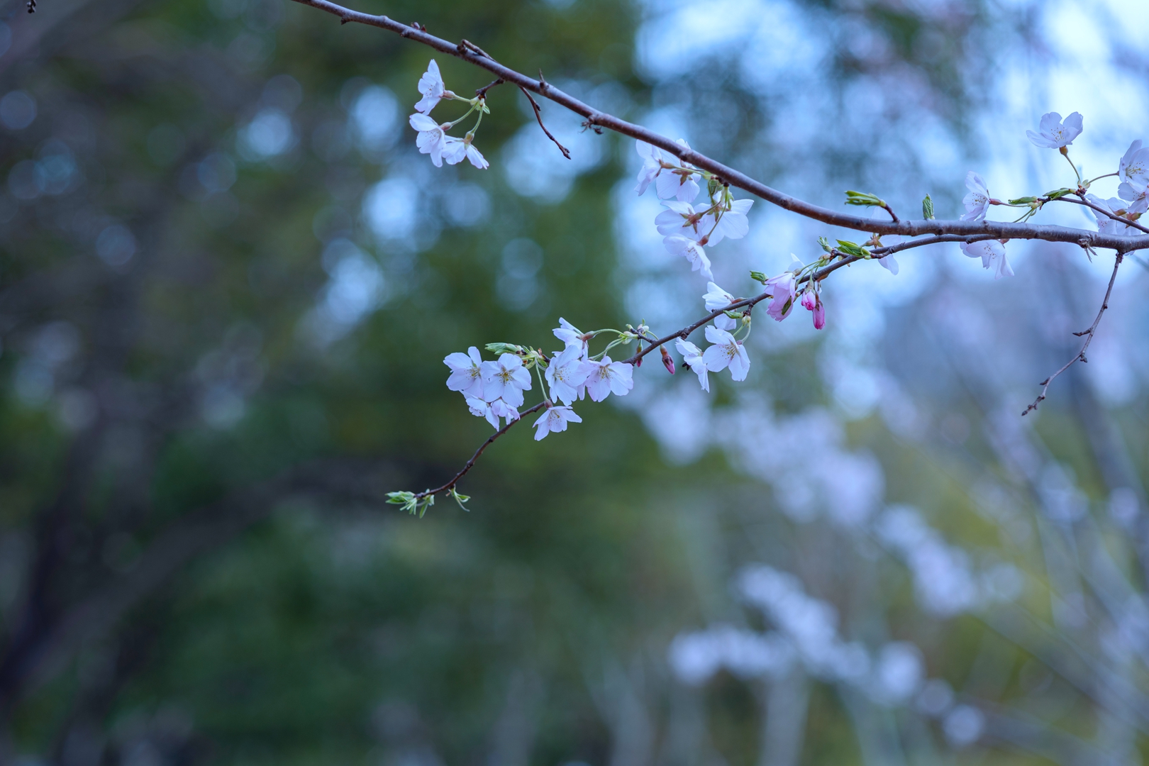 7H1A9928.jpg