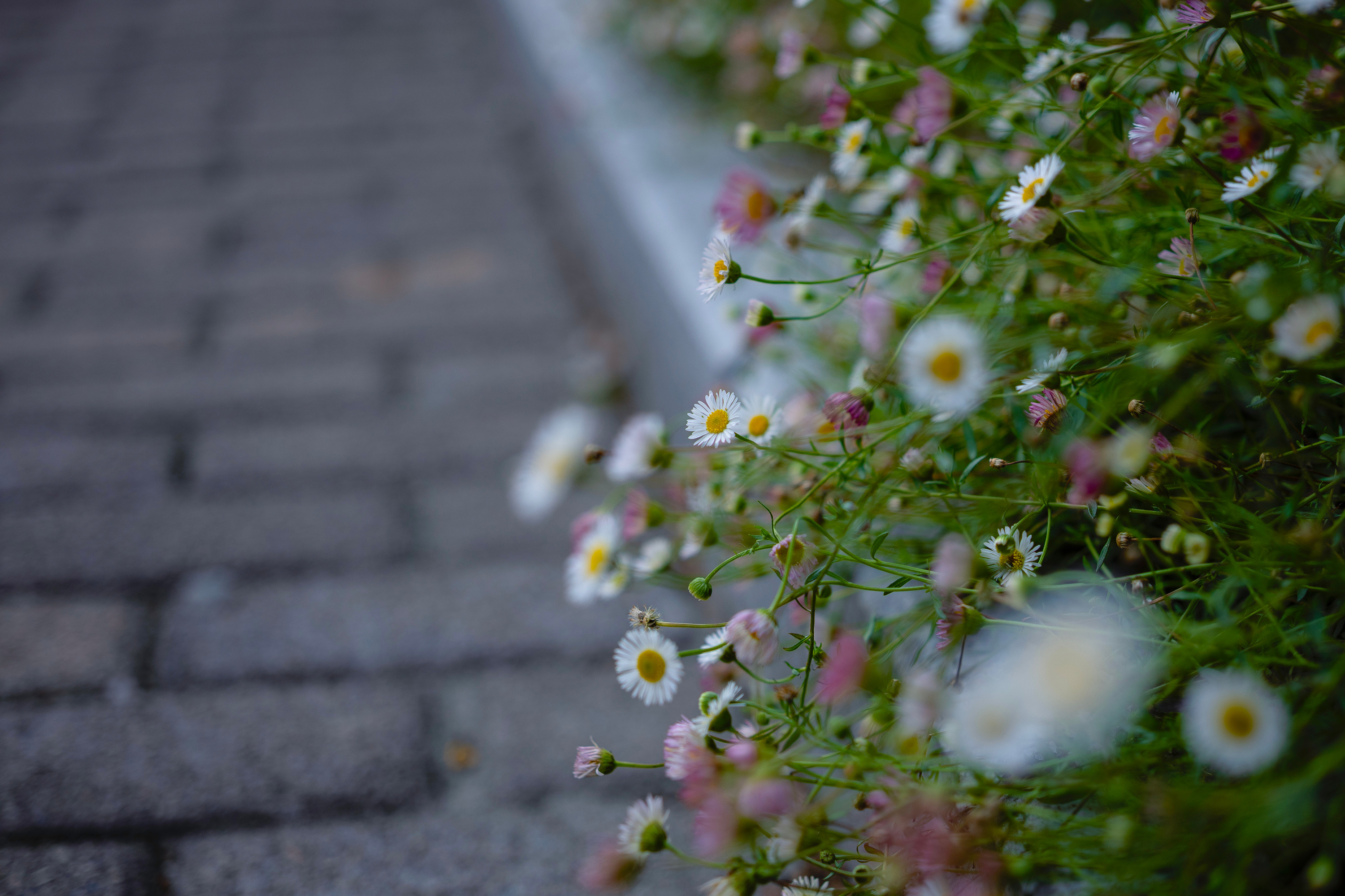 7H1A0897.jpg