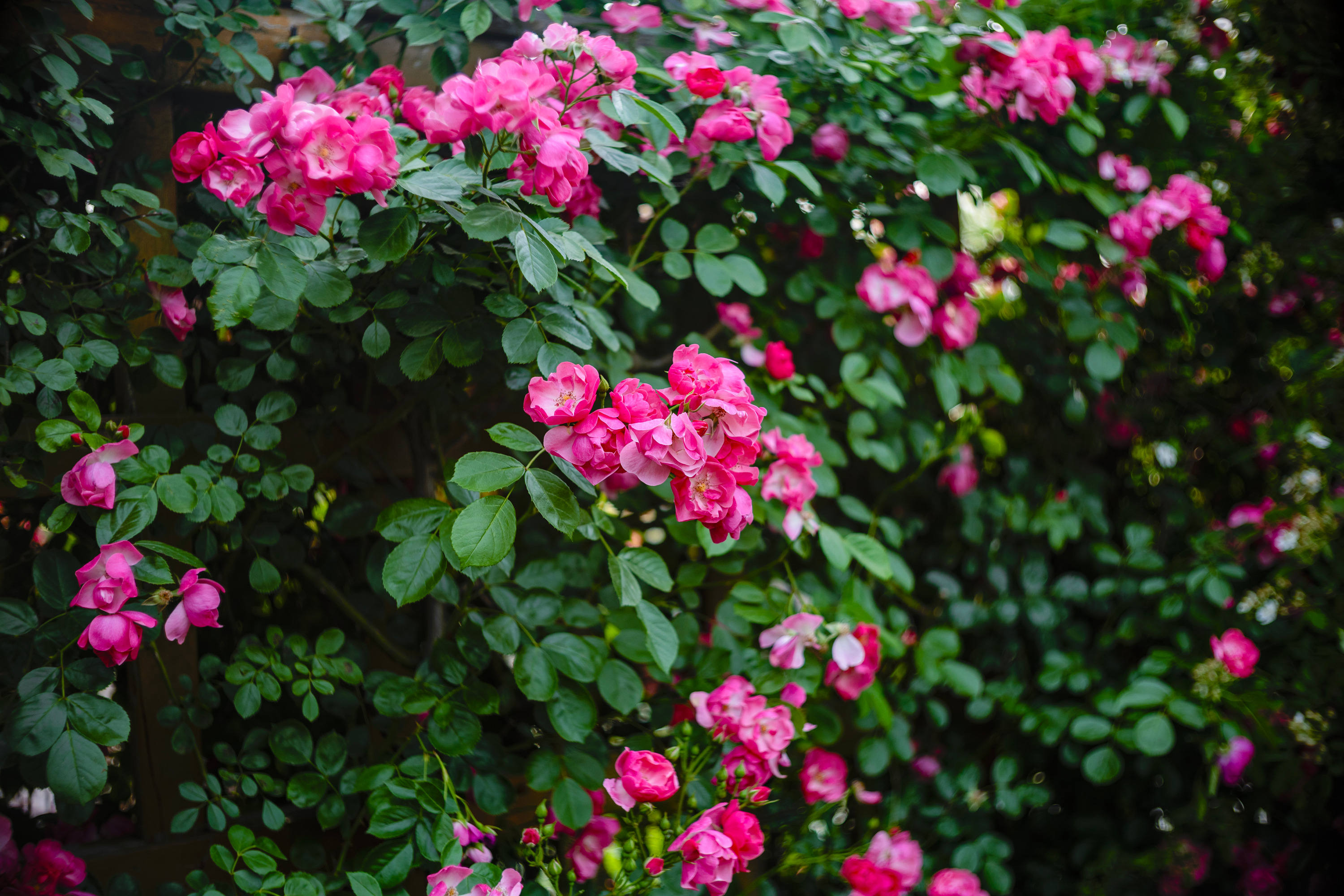 7H1A0720.jpg