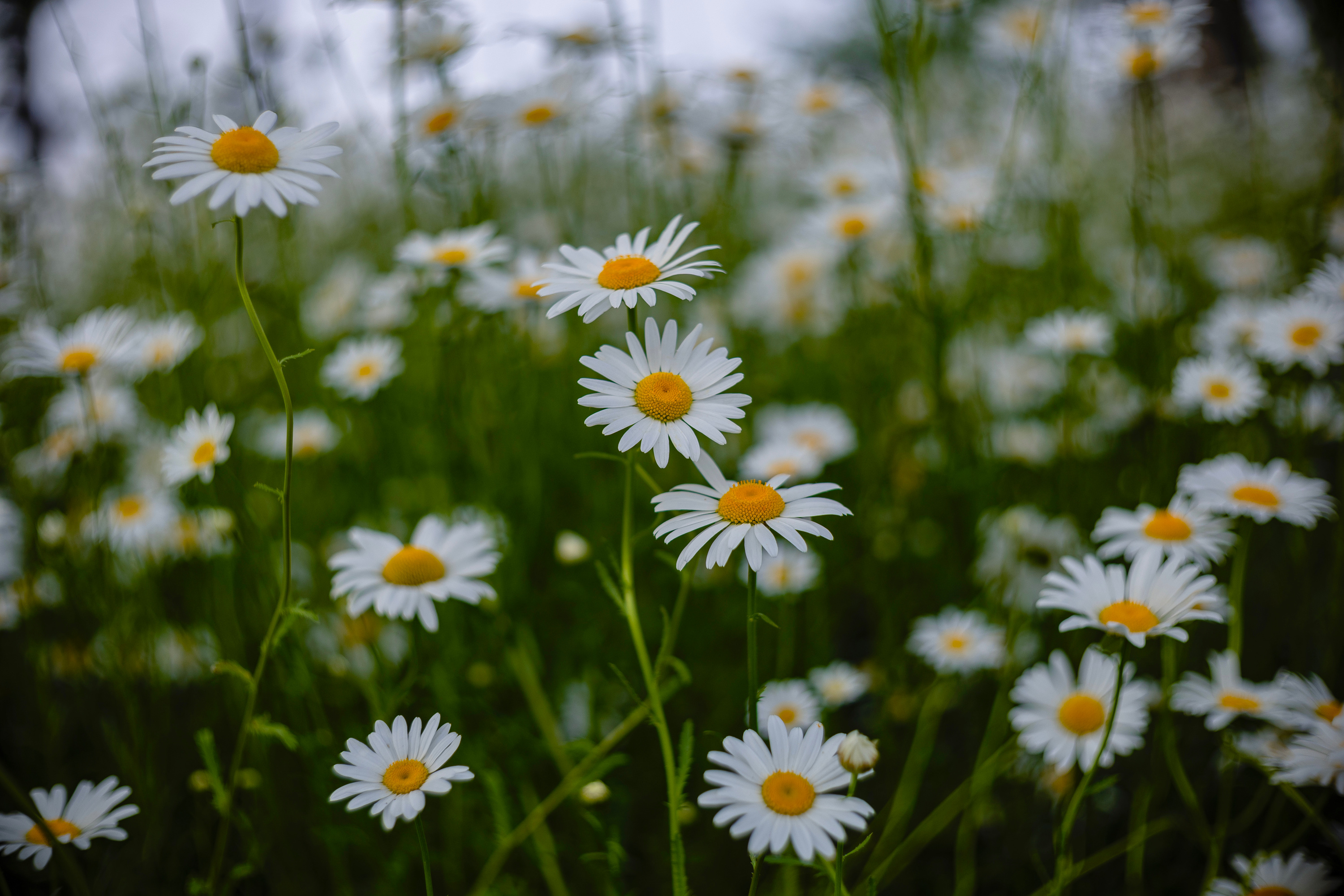 7H1A0731.jpg