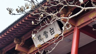 趵突泉的玉兰花