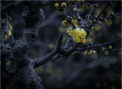 蜡梅