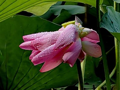 雨中赏荷（1）
