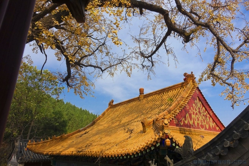淌豆寺9