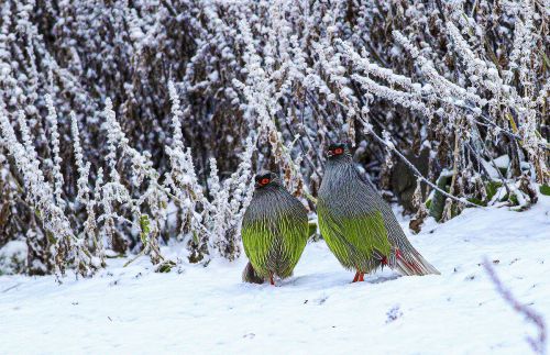 雪中血雉