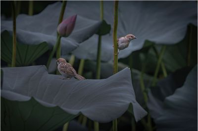 小精灵
