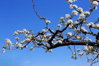 虬曲苍劲梨花枝（1）