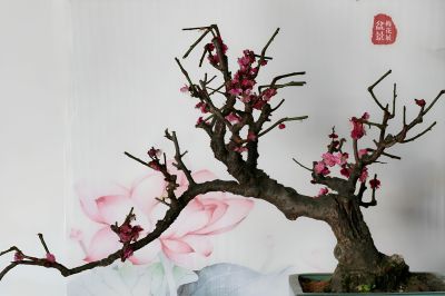 迎春梅展（4）