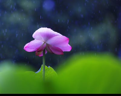 夏日雨荷（1）