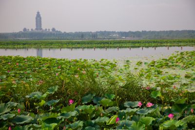 《荷塘丽影》