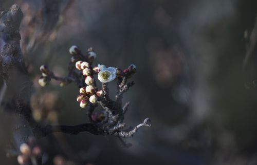 龙游梅迎新新年