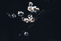 梅花