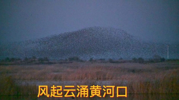 【视频】风起云涌黄河口
