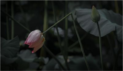 荷-3