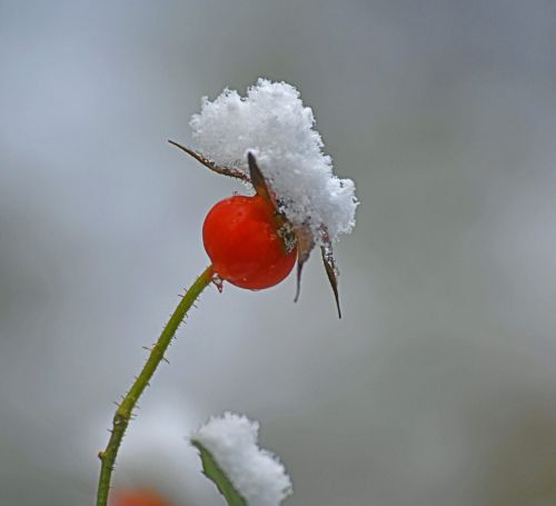初雪