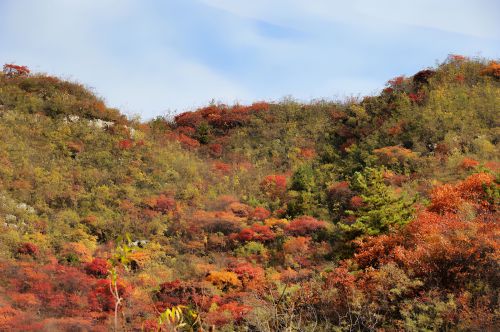岭上红叶醉秋风