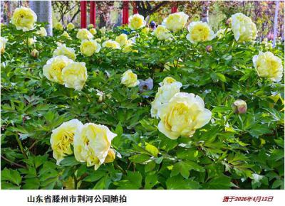 逛公园——18