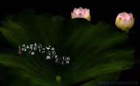 [原创]一年一度荷花开