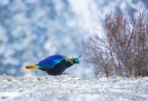 雪地寻找