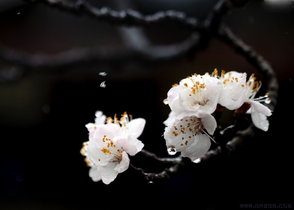 杏花傲雪图
