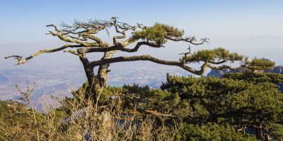 泰山松