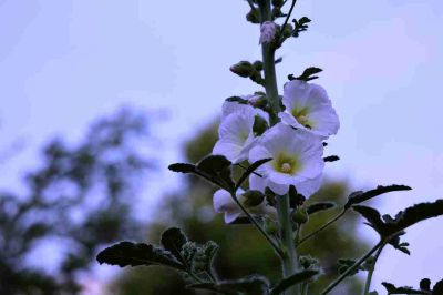 蜀葵花开1