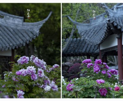 【花卉摄影】牡丹.绝代风华