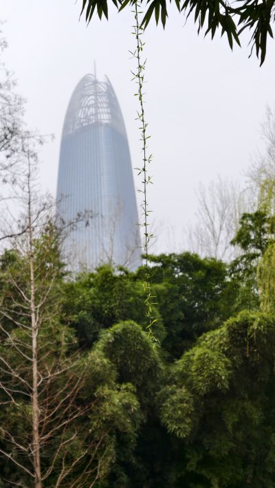 一丝垂柳吐绿芽1