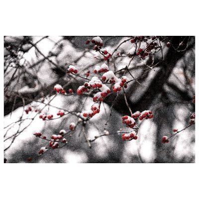 雪中红