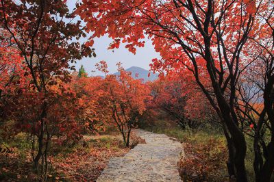 红叶柿岩