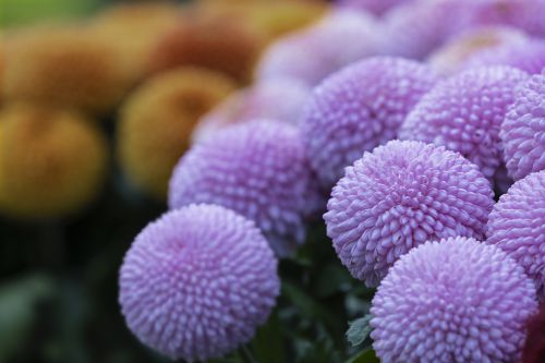 秋赏菊韵