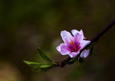 小花