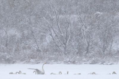 沐雪