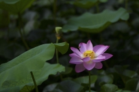 荷花仙子1