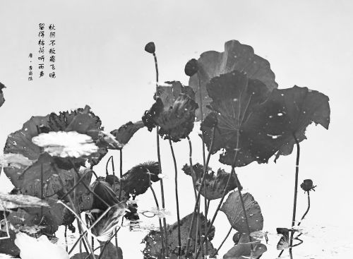荷塘听雨