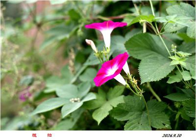 今日随拍——6