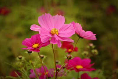 格桑花