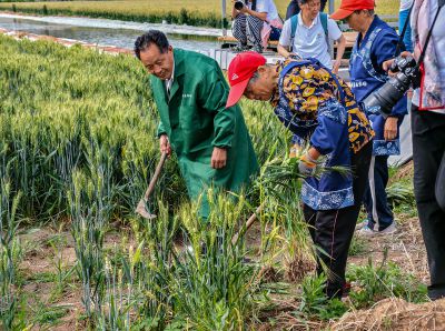 摄影家协会采风纪实6-割青麦