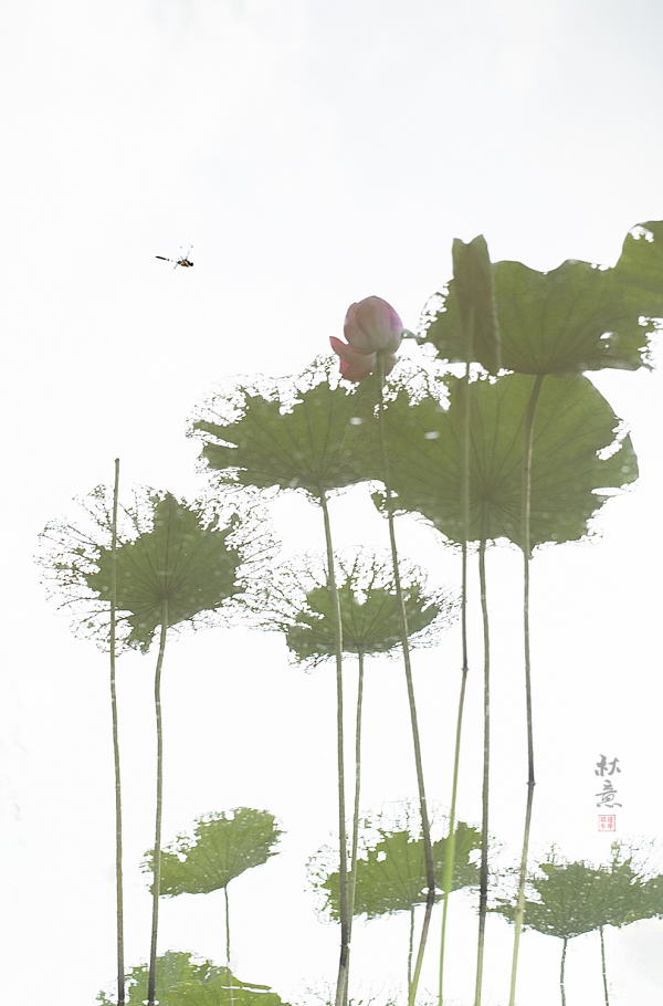 【荷塘秋意】