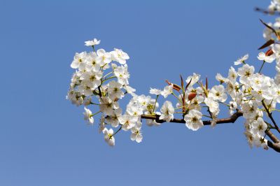 《一树梨花向晴蓝》