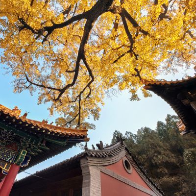 济南淌豆寺的银杏