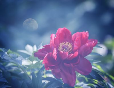 花开富贵