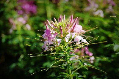 醉蝶花（1）