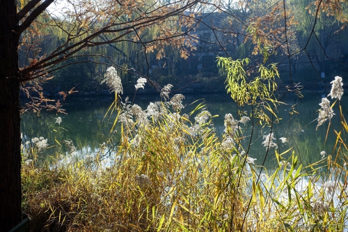 芦花